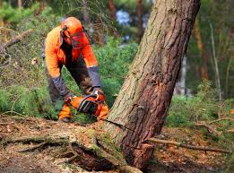 Leaf Removal