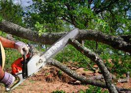 Best Lot and Land Clearing  in Governors Clu, NC