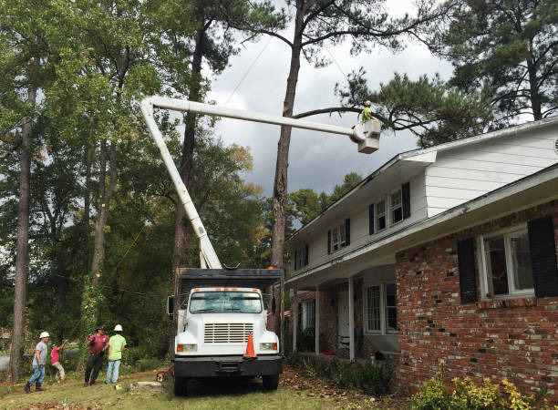 How Our Tree Care Process Works  in  Governors Clu, NC