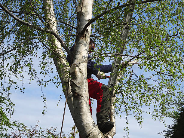 Professional Tree Care in Governors Clu, NC