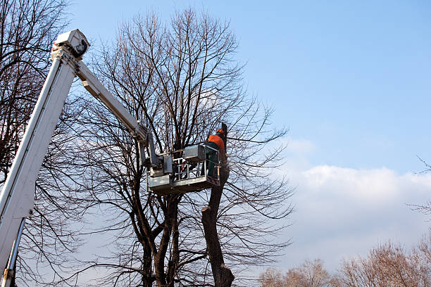 Best Hazardous Tree Removal  in Governors Clu, NC